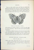Old Antique Print Underside Variety Cleodoxa Butterflies 1896 Lloyd Kirby 19th