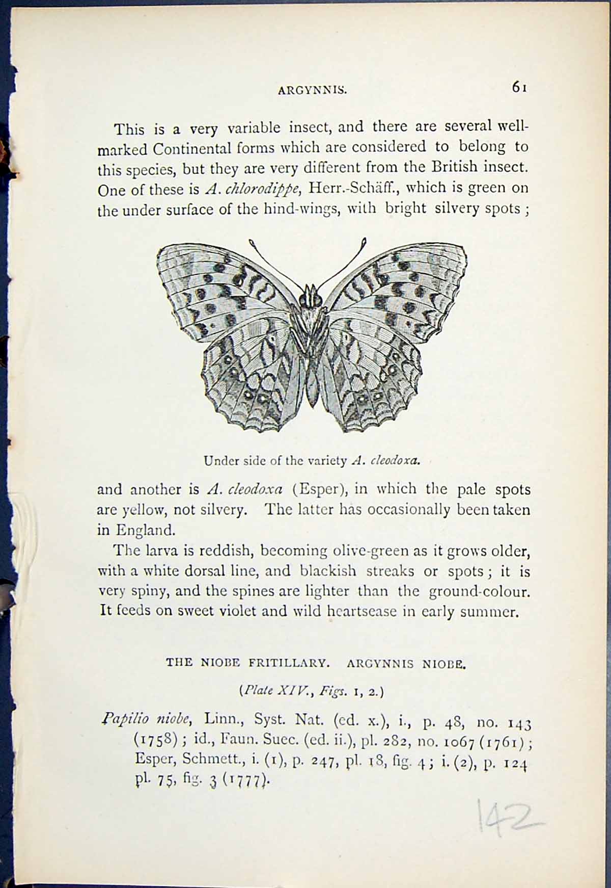 Old Antique Print Underside Variety Cleodoxa Butterflies 1896 Lloyd Kirby 19th