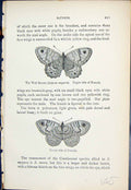 Antique Print Satyrus Wall Brown Megara Female Butterflies 1896 Lloyd Kirby