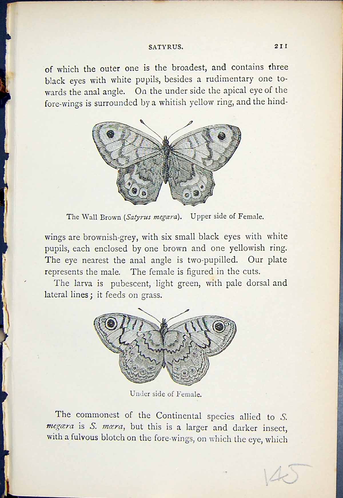 Antique Print Satyrus Wall Brown Megara Female Butterflies 1896 Lloyd Kirby