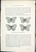 Antique Print Marsh Ringlet Coenonympha Tiphon Butterflies 1896 Lloyd Kirby