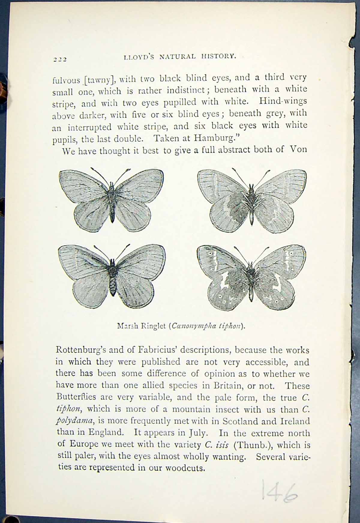 Antique Print Marsh Ringlet Coenonympha Tiphon Butterflies 1896 Lloyd Kirby