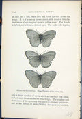 Antique Print Hipparchia Hyperanthus Varieties Butterflies 1896 Lloyd Kirby