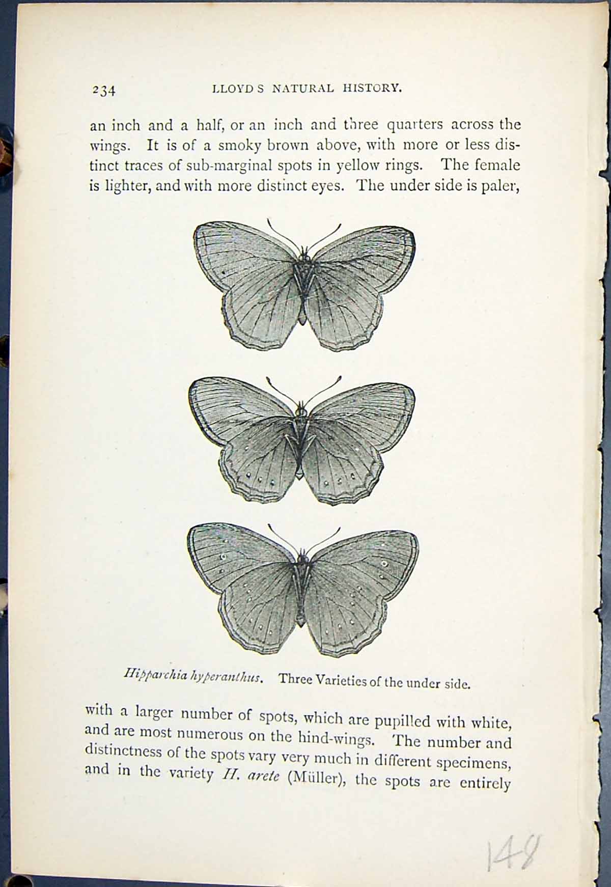 Antique Print Hipparchia Hyperanthus Varieties Butterflies 1896 Lloyd Kirby