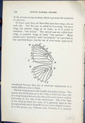 Old Antique Print Neuration Ageronia Wings Butterflies 1896 Lloyd Kirby 19th