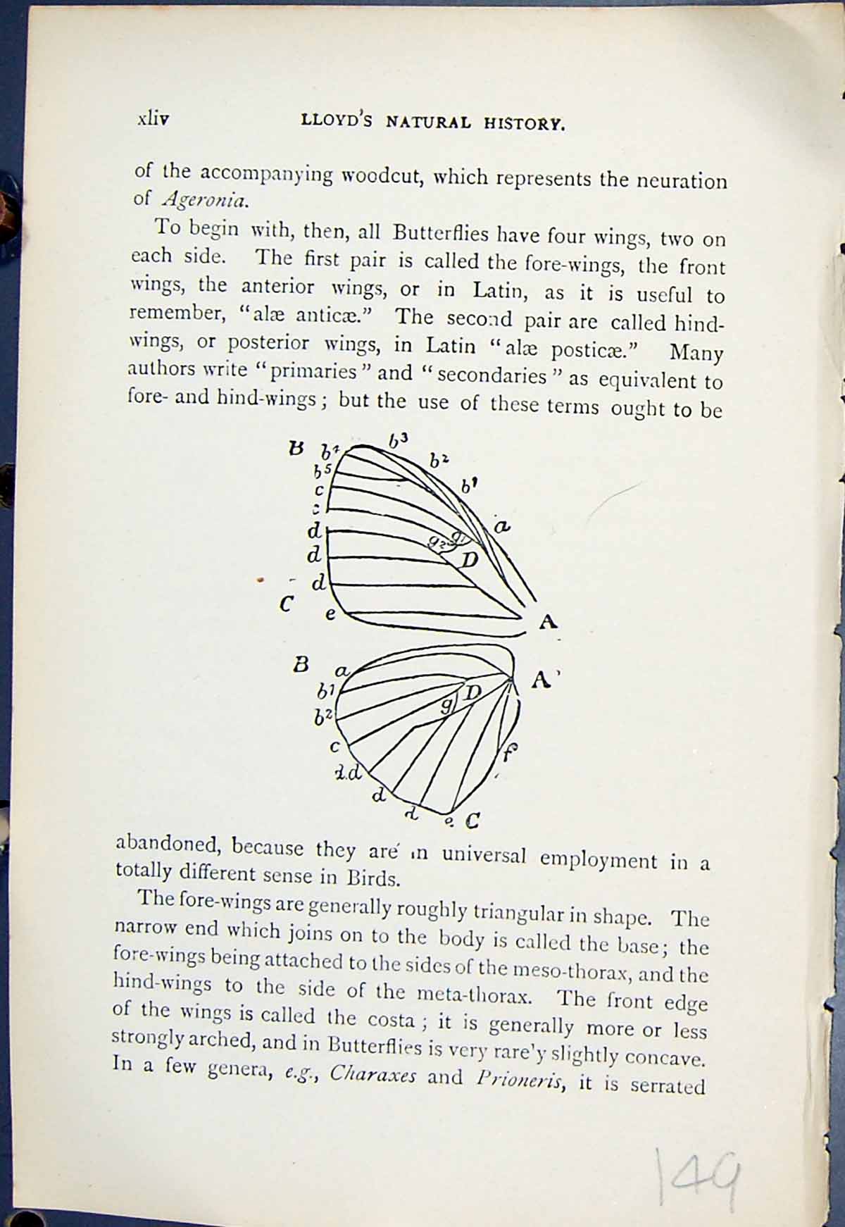 Old Antique Print Neuration Ageronia Wings Butterflies 1896 Lloyd Kirby 19th