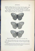 Old Hipparchia Hyperanthus Varieties Butterflies 1896 Lloyd Kirby Ref Victorian