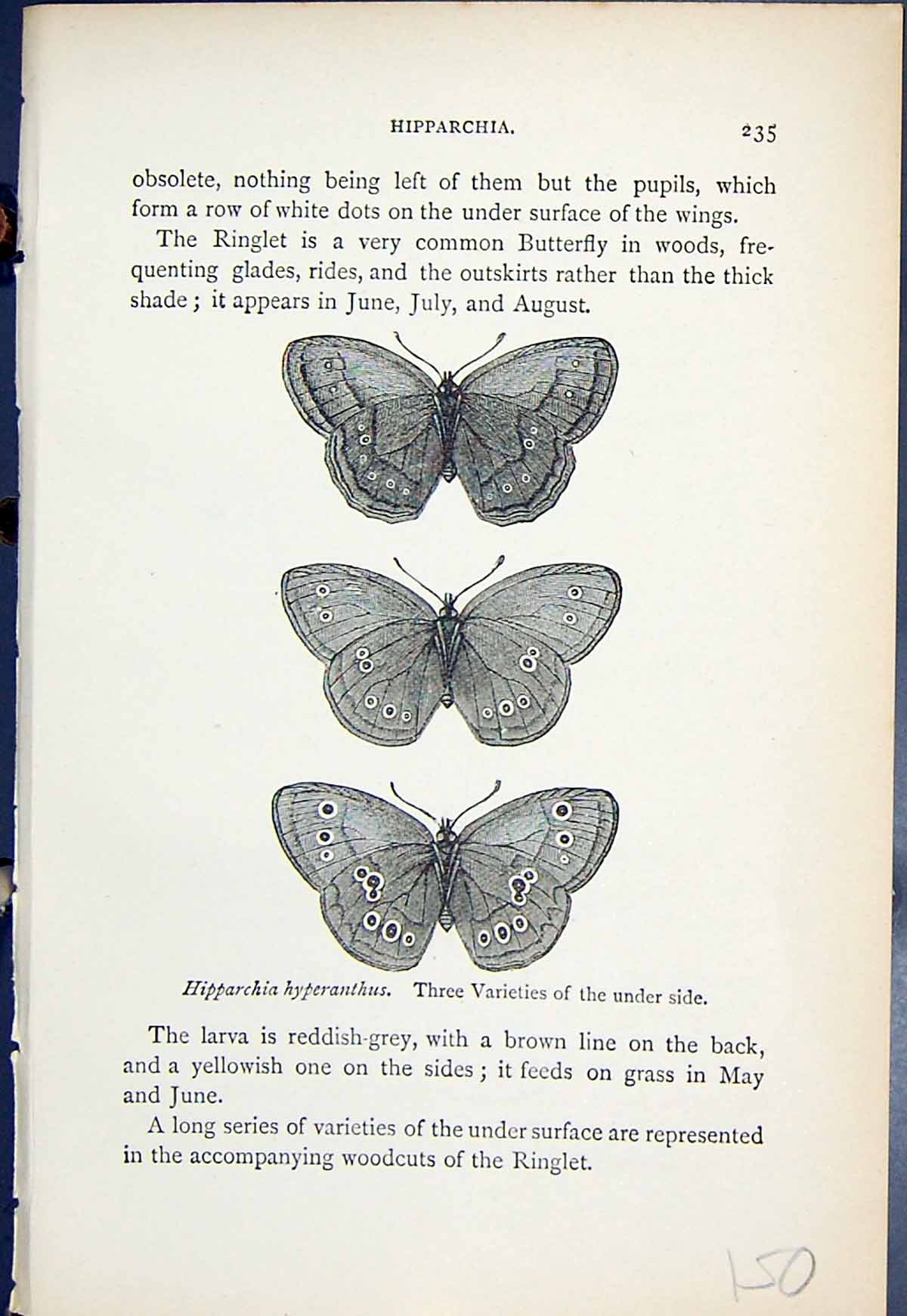 Old Hipparchia Hyperanthus Varieties Butterflies 1896 Lloyd Kirby Ref Victorian