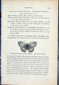 Antique Print Large Heath Epinephele Tithonus Butterflies 1896 Lloyd Kirby 19th