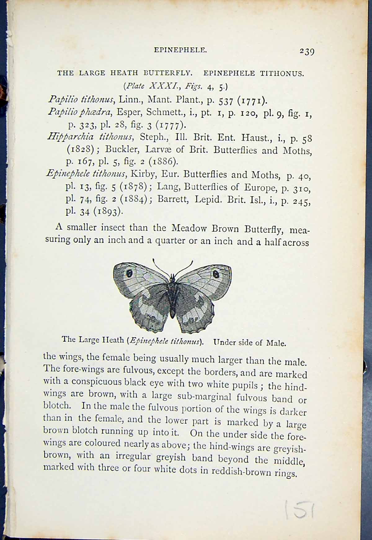 Antique Print Large Heath Epinephele Tithonus Butterflies 1896 Lloyd Kirby 19th