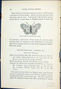Old Underside Variety Selene Argynnis Fritillary Butterflies 1896 Llo 19th