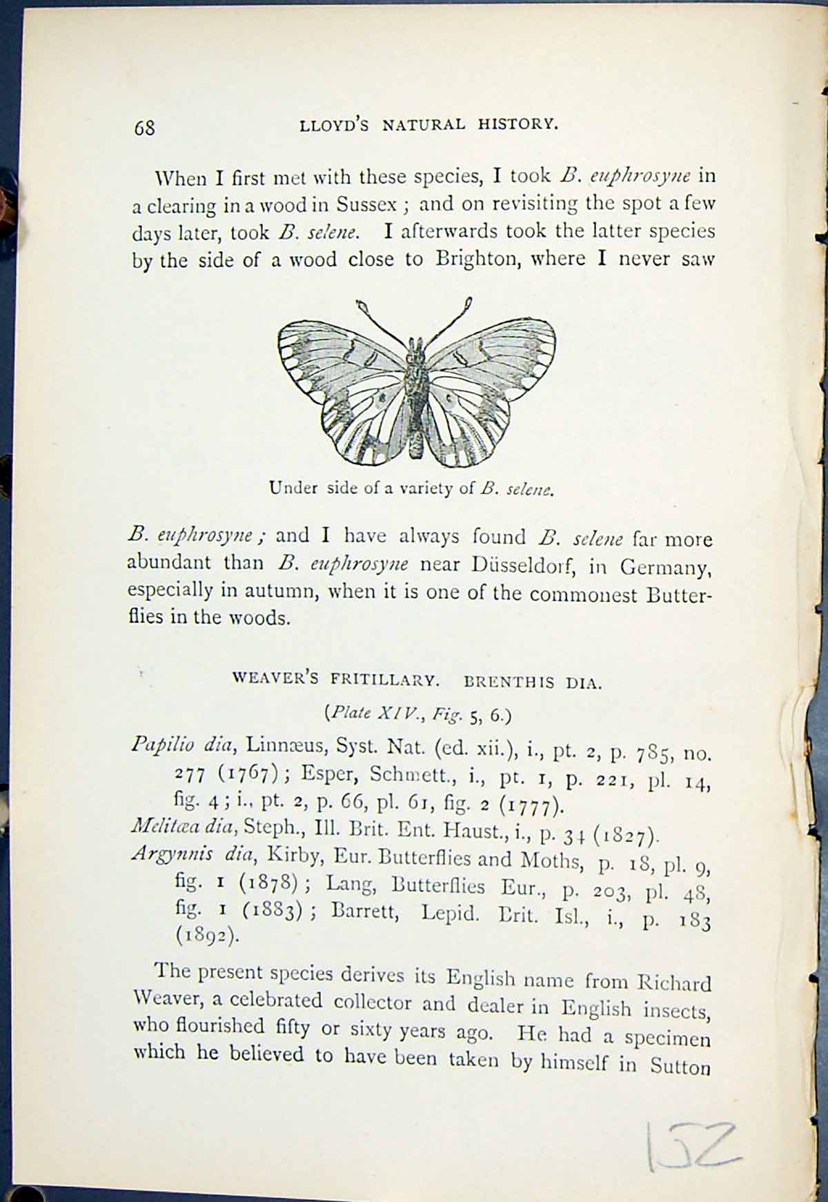 Old Underside Variety Selene Argynnis Fritillary Butterflies 1896 Llo 19th