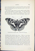 Old Butterflies 1896 Lloyd Kirby Purple Emperor Apatura Iris Uper Sid 19th