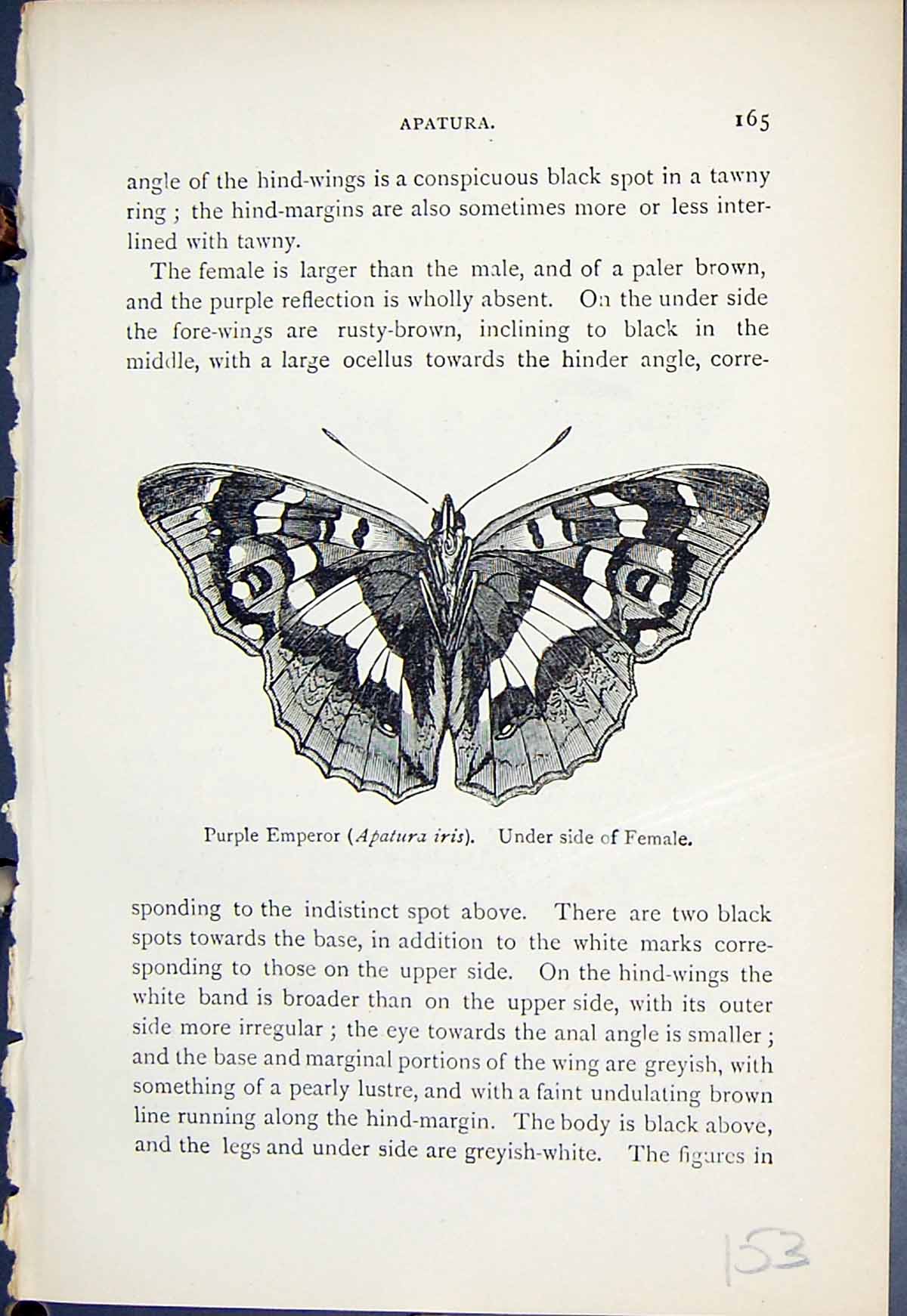 Old Butterflies 1896 Lloyd Kirby Purple Emperor Apatura Iris Uper Sid 19th
