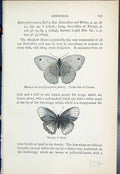 Old Meadow Brown Epinephele Janira Male Female Butterflies 1896 Lloyd 19th