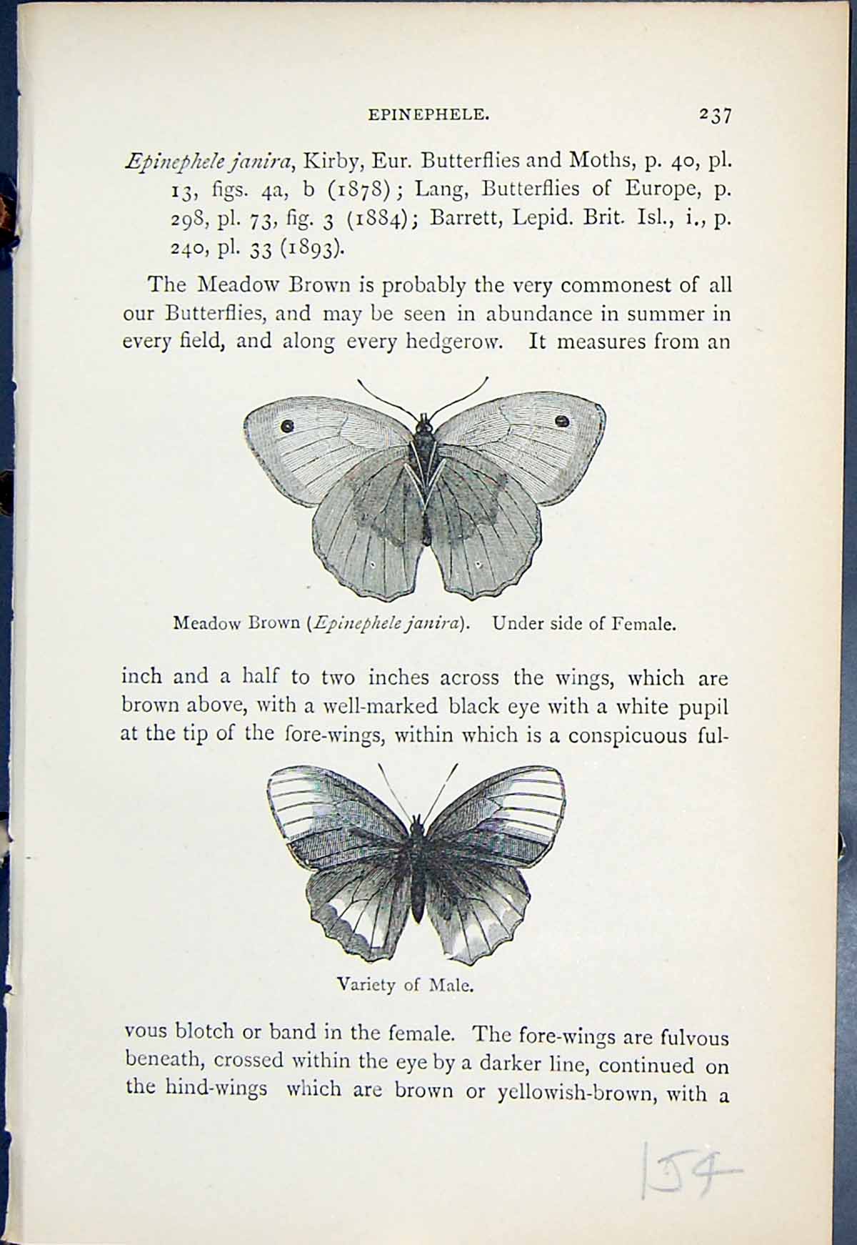 Old Meadow Brown Epinephele Janira Male Female Butterflies 1896 Lloyd 19th