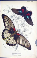 Antique Old Print Hiades Agenor Parides Oeneas Butterflies 1896 Lloyd Kirby