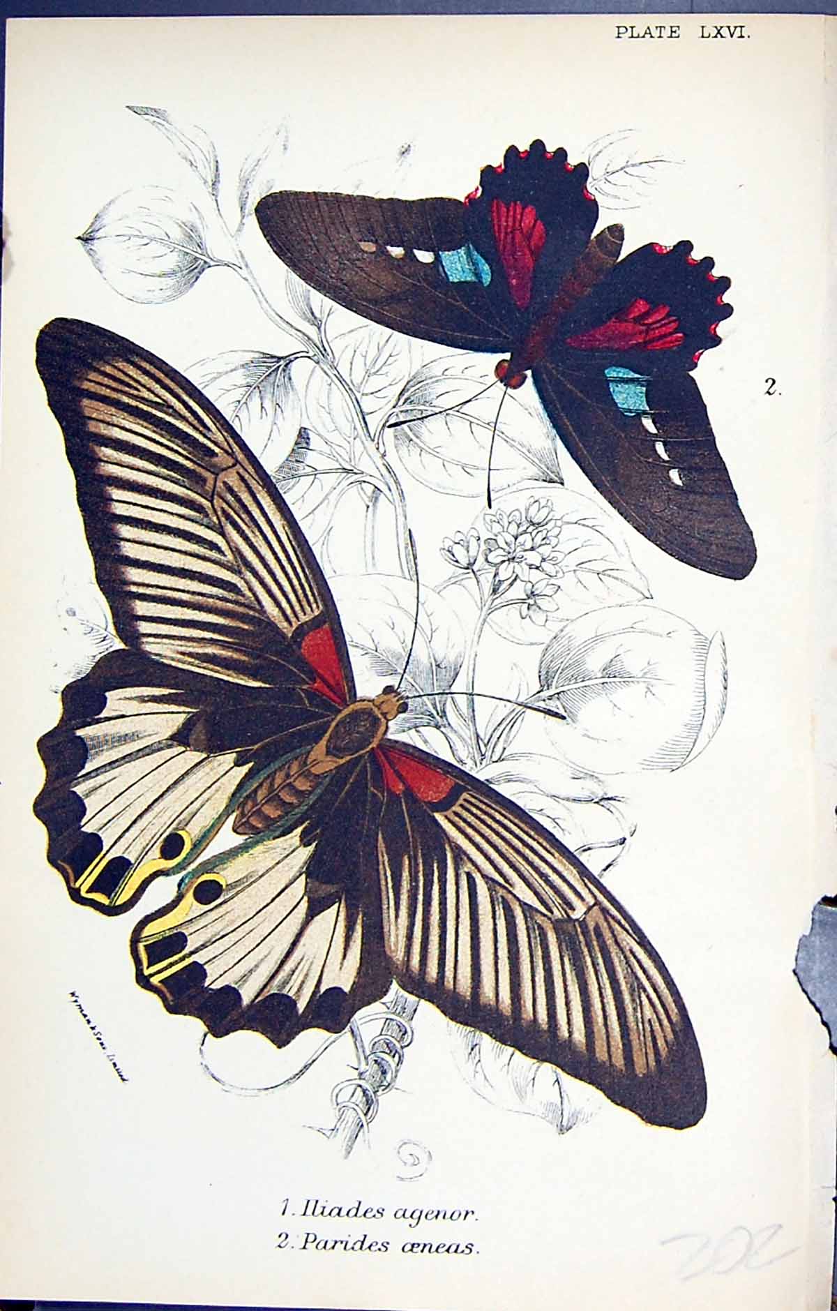 Antique Old Print Hiades Agenor Parides Oeneas Butterflies 1896 Lloyd Kirby