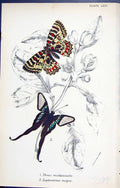 Old Thias Medesicaste Leptocircus Meges Butterflies 1896 Lloyd Kirby Victorian
