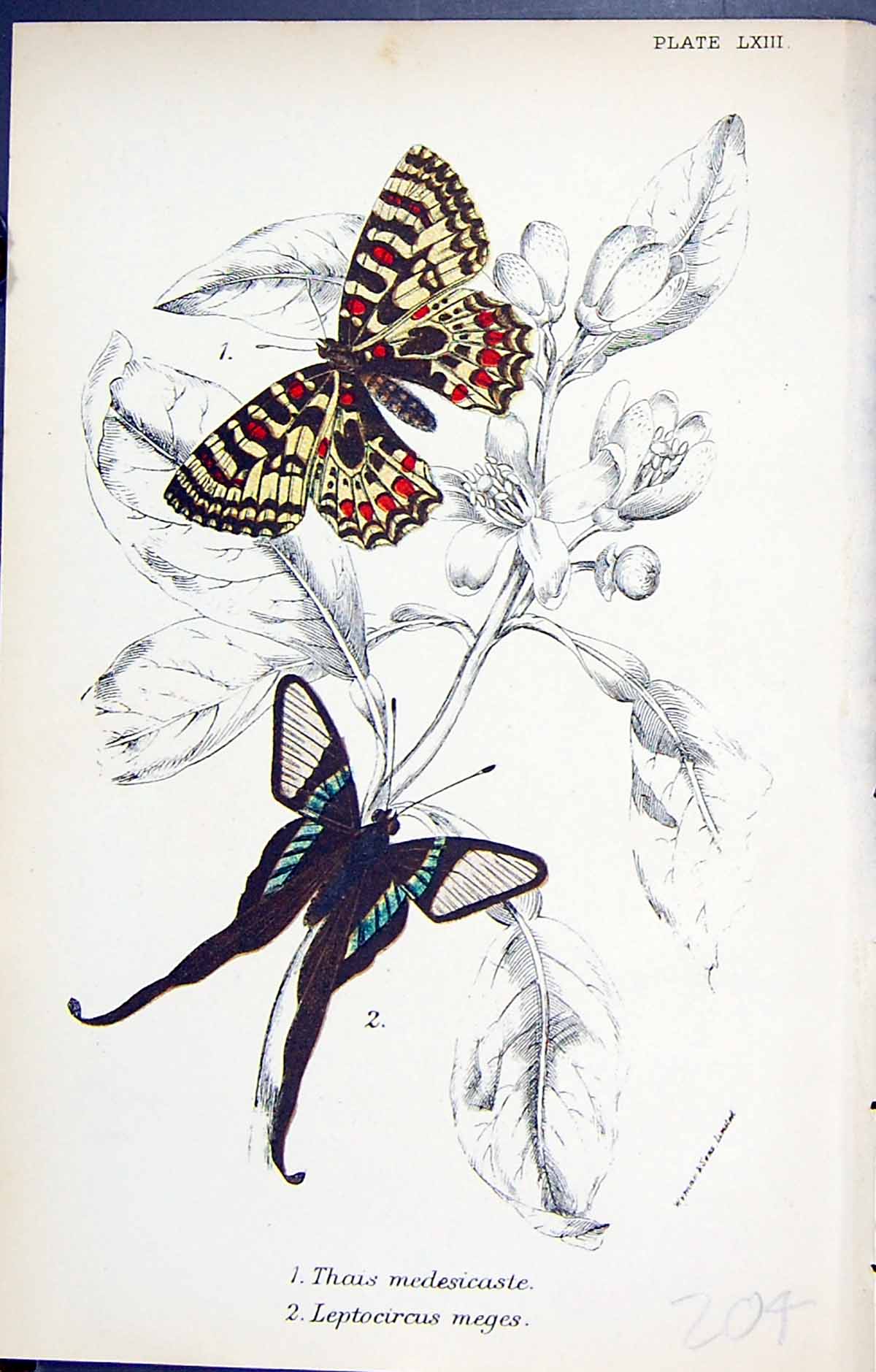 Old Thias Medesicaste Leptocircus Meges Butterflies 1896 Lloyd Kirby Victorian