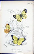 Antique Print Eurymus Kirbyi Philodice Butterflies 1896 Lloyd Kirby Colour 19th