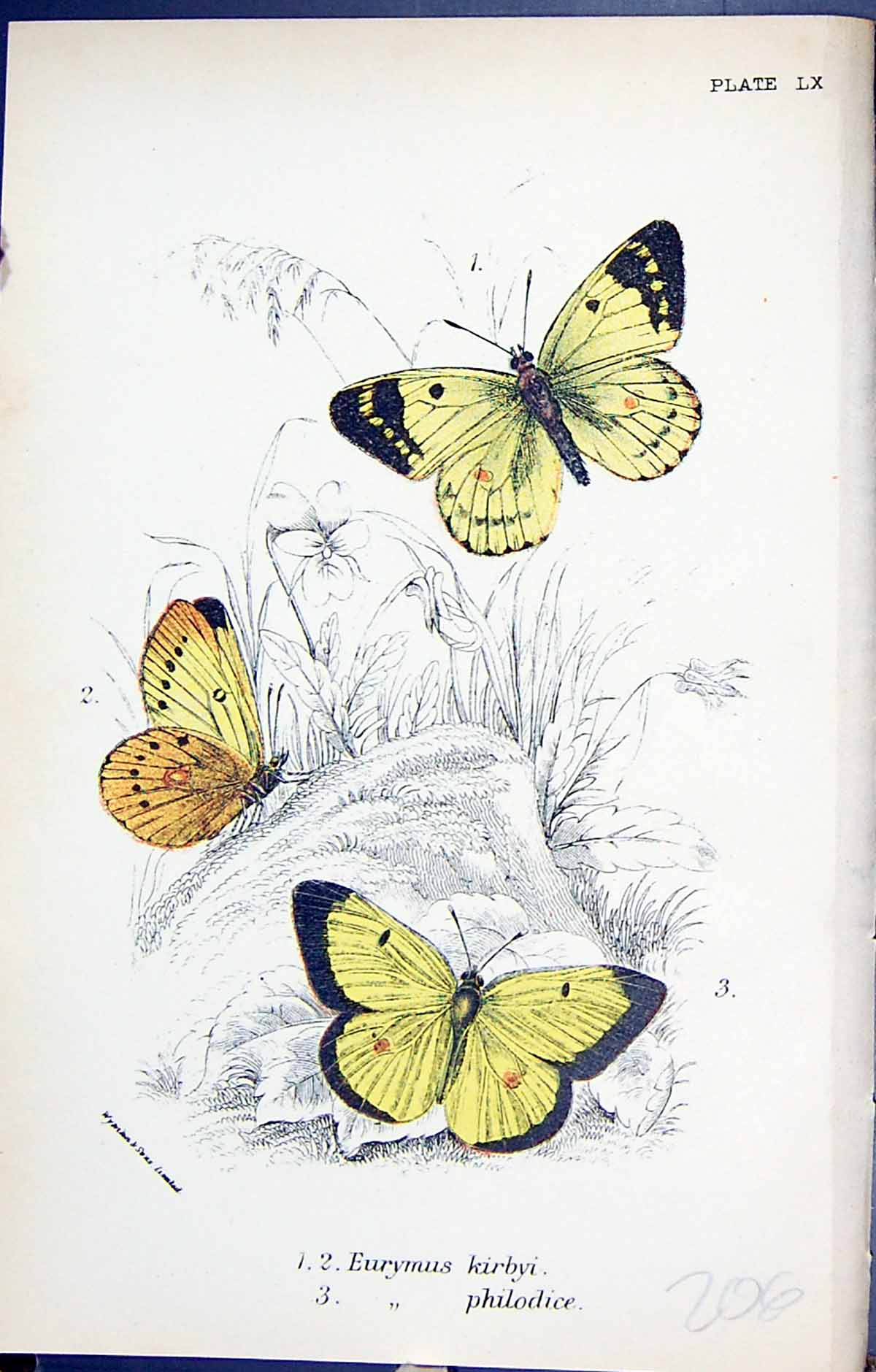 Antique Print Eurymus Kirbyi Philodice Butterflies 1896 Lloyd Kirby Colour 19th