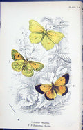 Antique Old Print Colias Rhamni Eurymus Hyale Butterflies 1896 Lloyd Kirby 19th