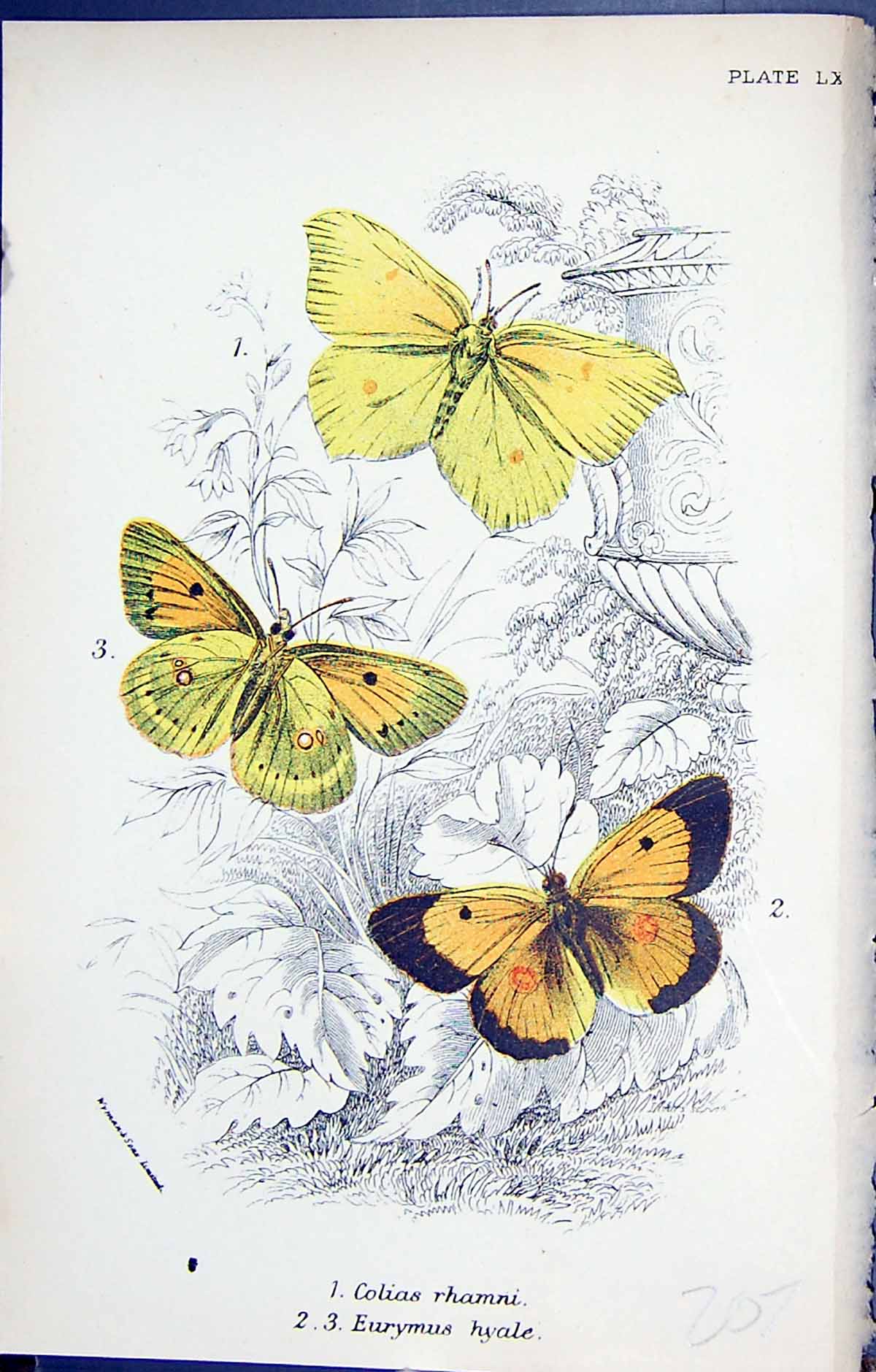 Antique Old Print Colias Rhamni Eurymus Hyale Butterflies 1896 Lloyd Kirby 19th