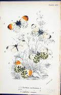 Old Euchloe Cardamines Leptidia Sinapis Butterflies 1896 Lloyd Kirby Victorian