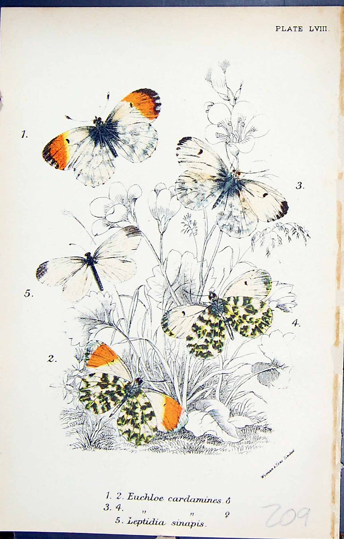 Old Euchloe Cardamines Leptidia Sinapis Butterflies 1896 Lloyd Kirby Victorian