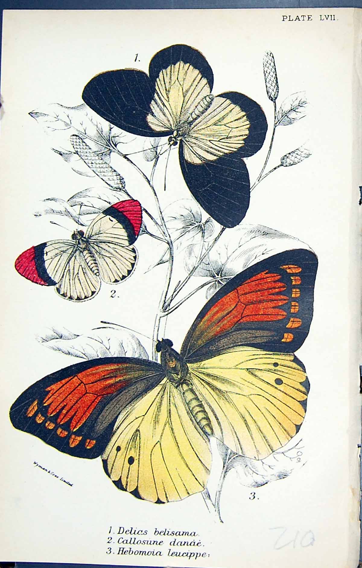 Old Delics Belisama Callosune Danae Hebomoia Leucippe Butterflies 189 Victorian