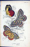 Antique Old Print Delias Eucharis Philyra Butterflies 1896 Lloyd Kirby Colour