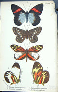 Old Pereute Schatzia Socialis Dismorphia Egaensis Butterflies 1896 Ll Victorian