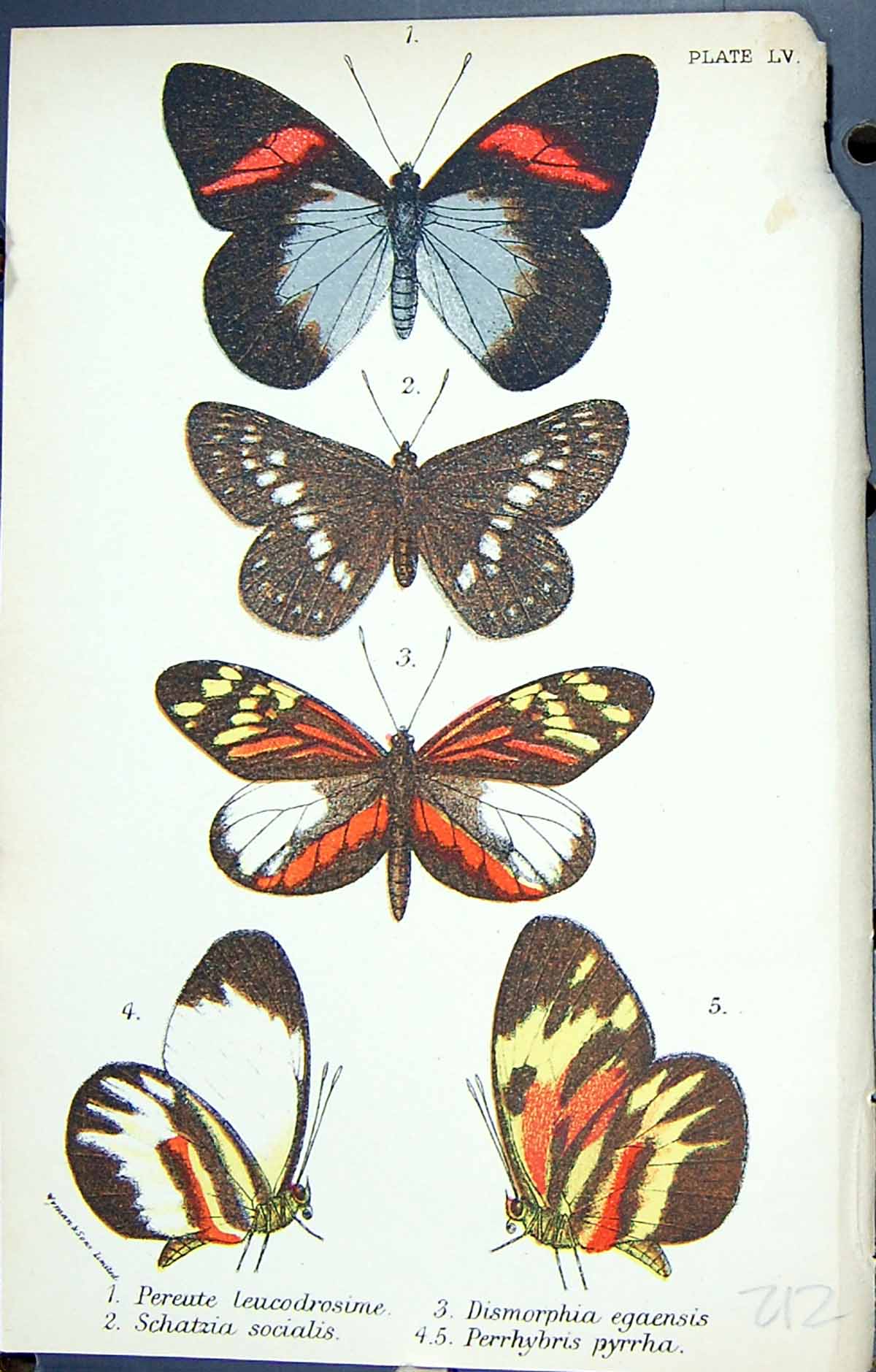 Old Pereute Schatzia Socialis Dismorphia Egaensis Butterflies 1896 Ll Victorian