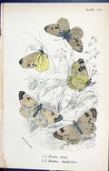 Antique Old Print Pieris Napi Pontia Daplidice Butterflies 1896 Lloyd Kirby