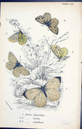 Old Print Pieris Chariclea Metra Sabellicoe Butterflies 1896 Lloyd Kirby 19th