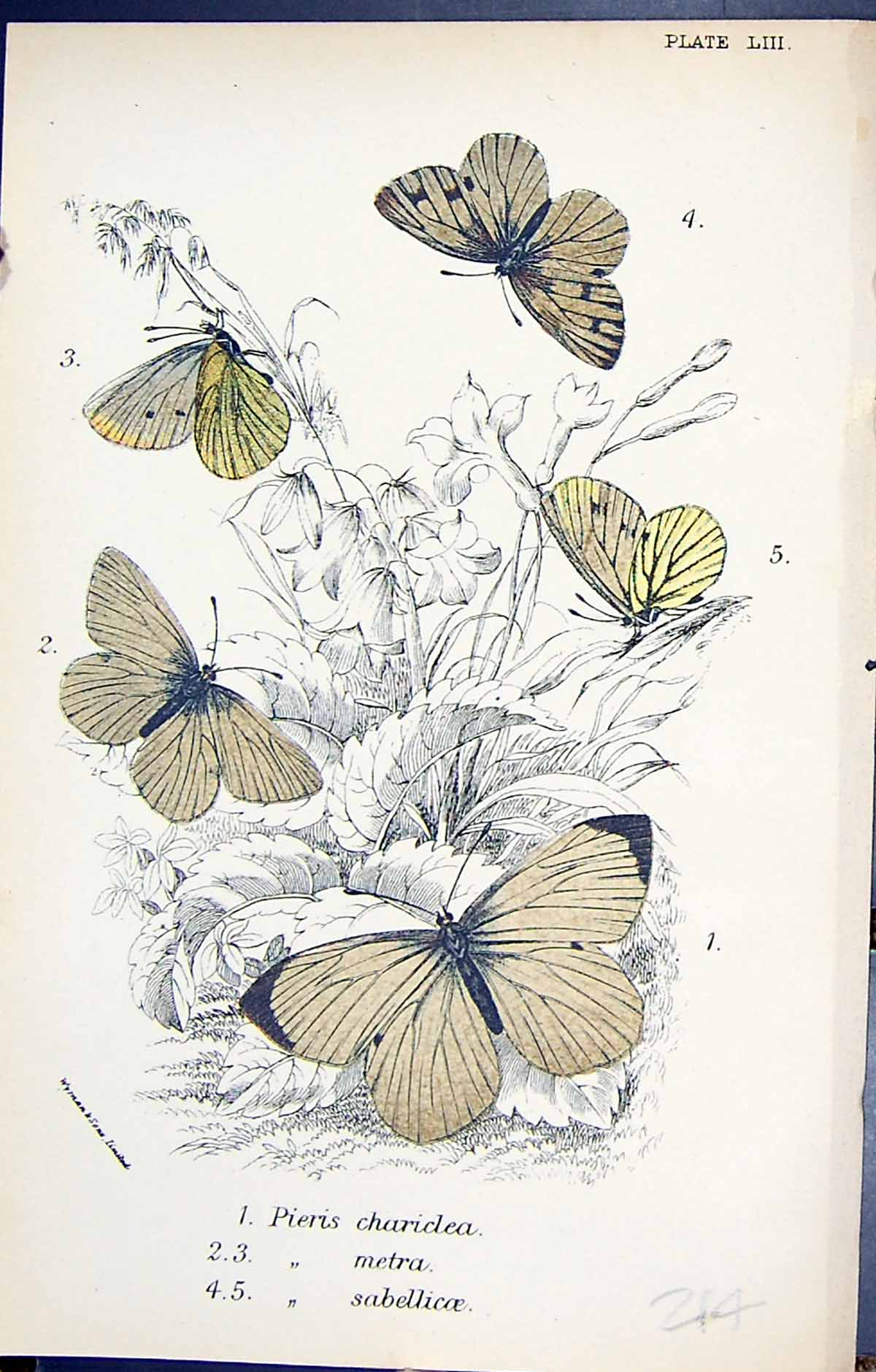 Old Print Pieris Chariclea Metra Sabellicoe Butterflies 1896 Lloyd Kirby 19th