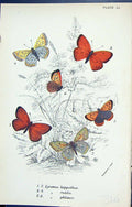 Old Print Lycoena Hippothoe Rutila Philoeas Butterflies 1896 Lloyd Kirby 19th