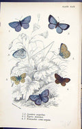 Old Cyaniris Argiolus Zizera Minima Nomiades Semi-Argus Butterflies