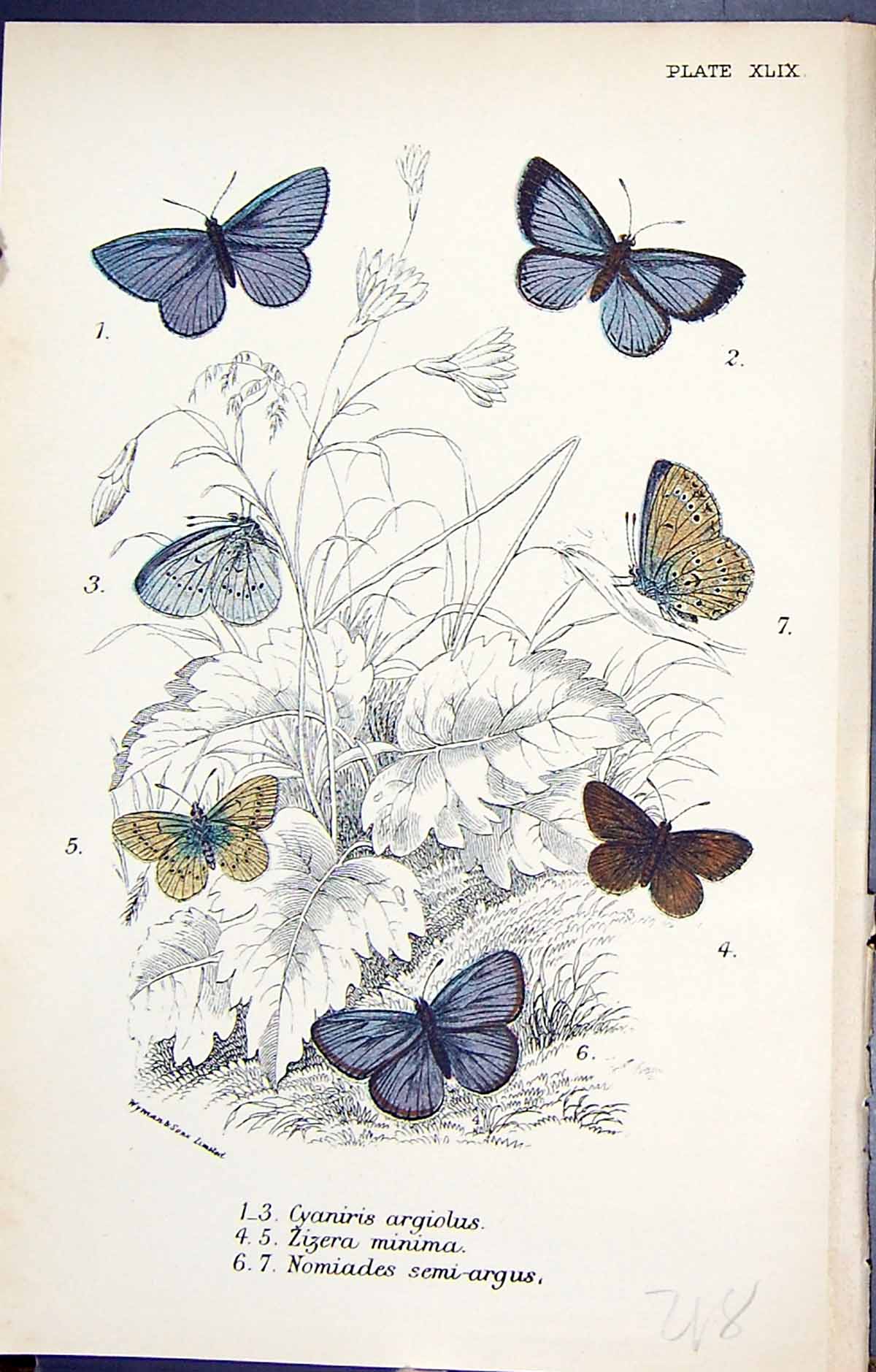 Old Cyaniris Argiolus Zizera Minima Nomiades Semi-Argus Butterflies