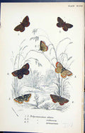 Old Polymmatus Alexis Salmacis Artaxerxes Butterflies 1896 Lloyd Kirb Victorian