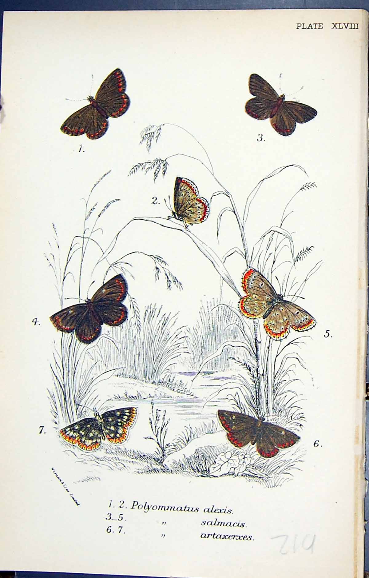 Old Polymmatus Alexis Salmacis Artaxerxes Butterflies 1896 Lloyd Kirb Victorian