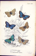 Old Nomiades Arion Alcon Polyommatus Corydon Butterflies 1896 Lloyd K Victorian