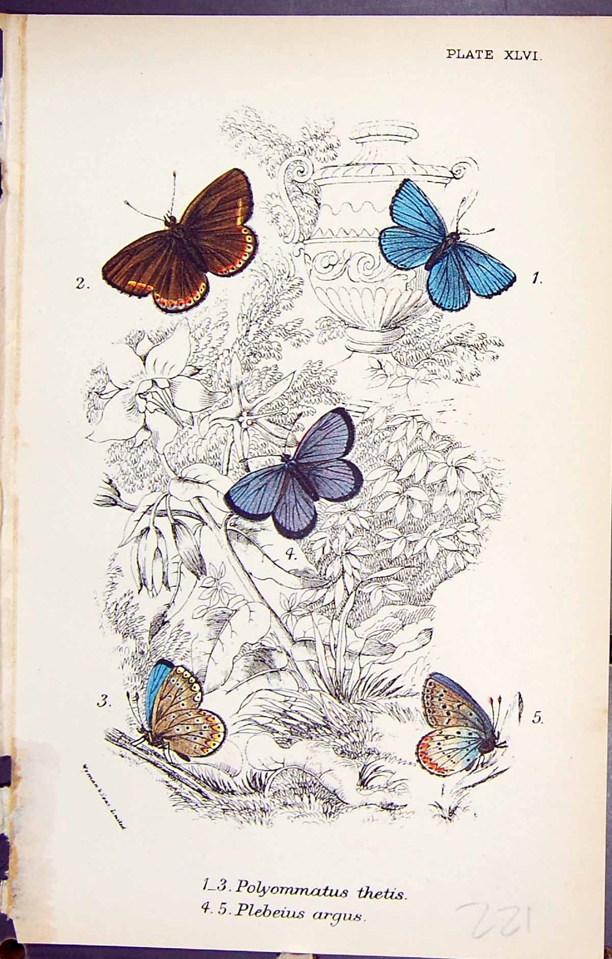 Old Print Polyommatus Thetis Plebeius Argus Butterflies 1896 Lloyd Kirby 19th