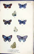 Old Lampides Boeticus Cupido Argiades Polyommatus Butterflies 1896 Ll Victorian