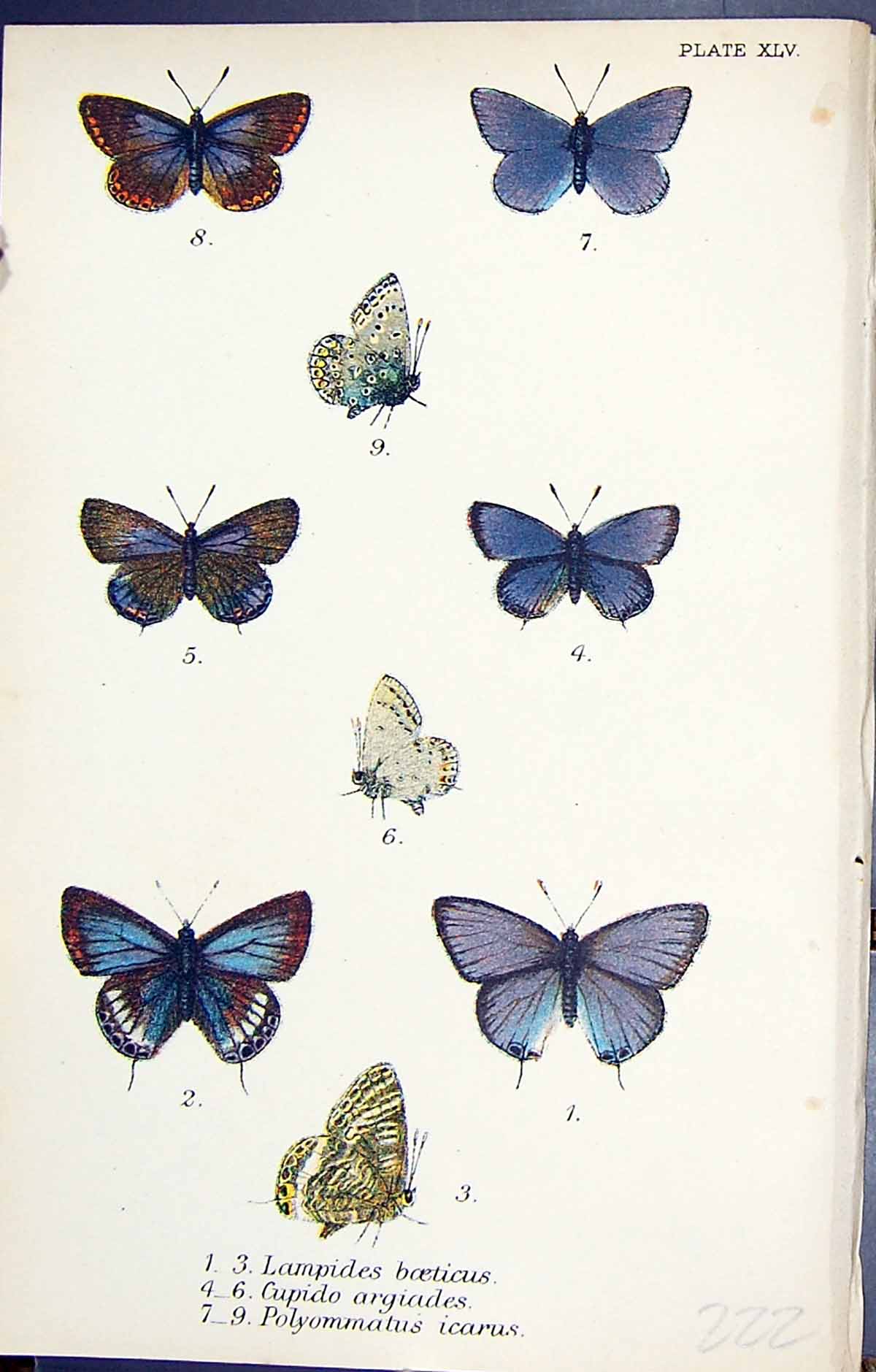 Old Lampides Boeticus Cupido Argiades Polyommatus Butterflies 1896 Ll Victorian