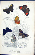 Antique Print Zephyrus Betuloe Quercus Butterflies 1896 Lloyd Kirby Colour 19th