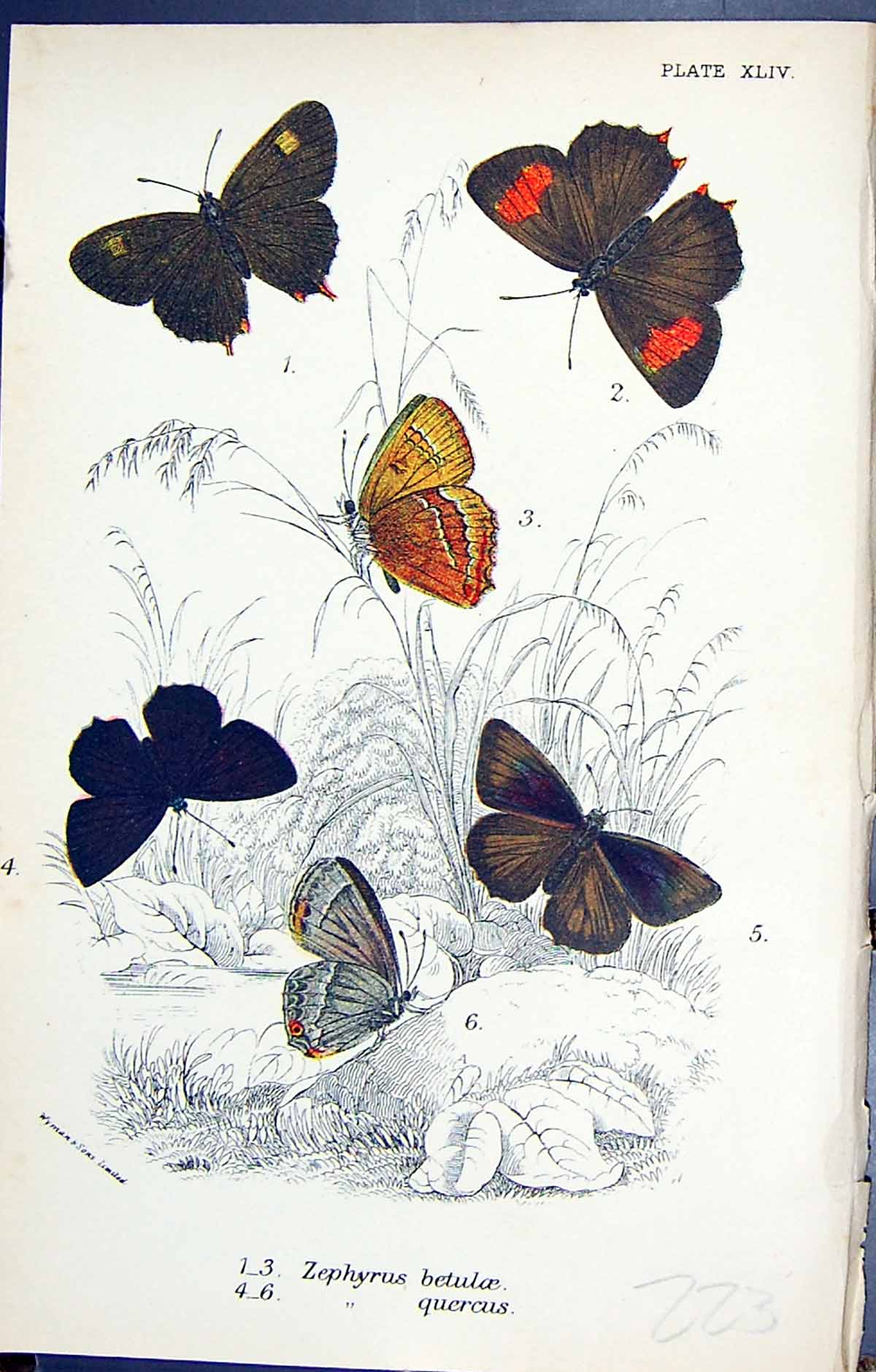 Antique Print Zephyrus Betuloe Quercus Butterflies 1896 Lloyd Kirby Colour 19th