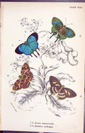 Antique Print Arcas Imperialis Anteros Achoeus Butterflies 1896 Lloyd Kirby