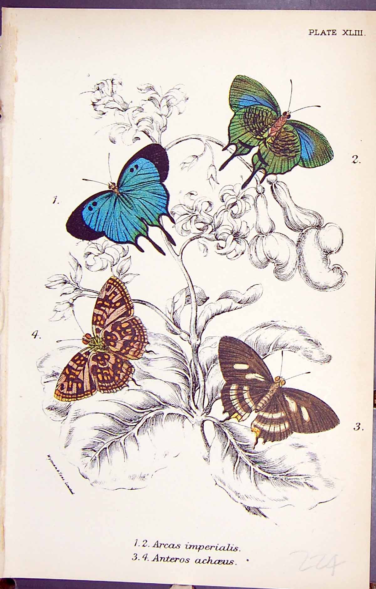 Antique Print Arcas Imperialis Anteros Achoeus Butterflies 1896 Lloyd Kirby